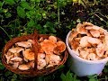 Сбор грибов с Грибоедом/Где растут грибы весной/Рядовка майская/Calocybe gambosa