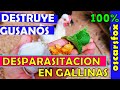 Como DESPARASITAR GALLINAS 2023 -👍 Mejores métodos naturales / oscarsfox 🦊