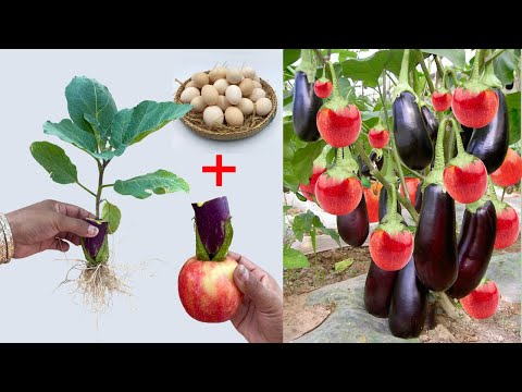 Video: Wat is een mangan-aubergine – Hoe een mangan-aubergine te kweken