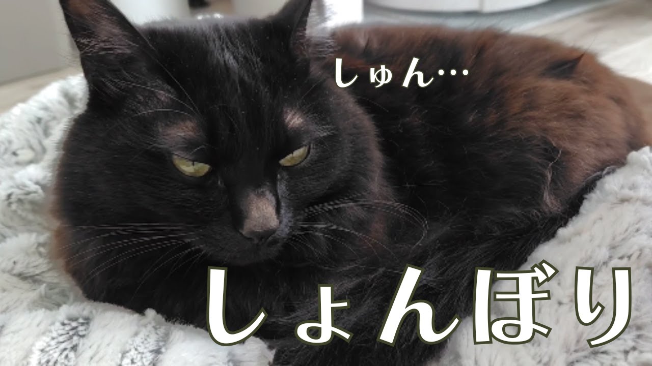 しょんぼり…飼い主に攻撃しすぎて締め出された黒猫がこちらですｗｗｗ【日常Vlog with BlackCat】