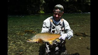 The search for 'dry fly heaven'  Fly fishing New Zealand.