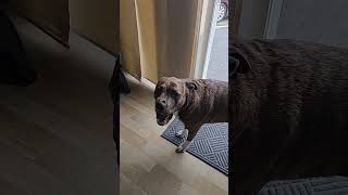 Download Lagu copy me! #dog #shorts #puppy #viral MP3