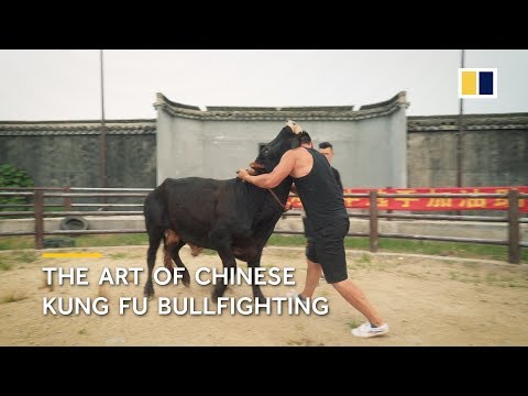 The art of Chinese kung fu bullfighting