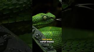 Unveiling the Hidden Secrets of Bush Viper Snake 🐍