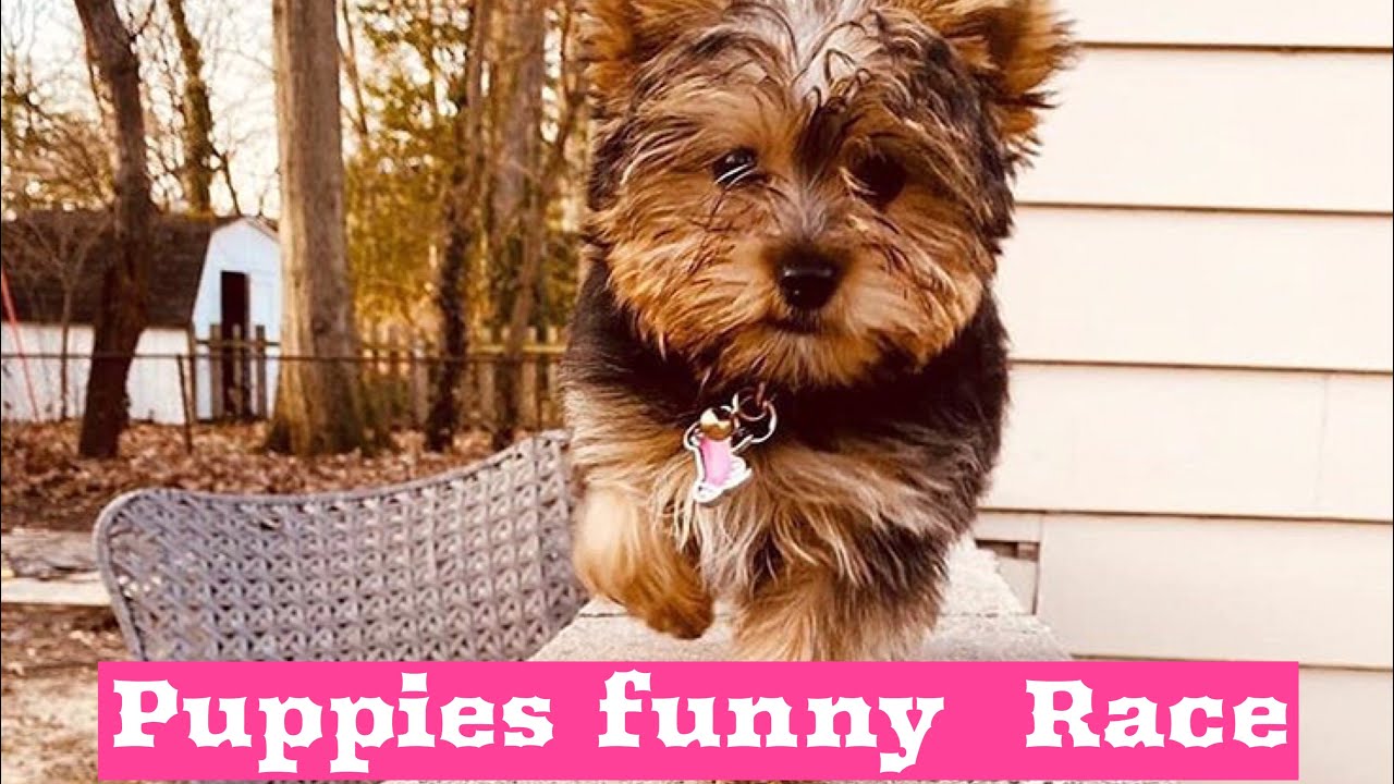 Puppies funny Race |Pet Corral | Puppies reactions while running - YouTube