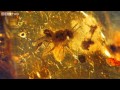 Ancient bee trapped in amber  how to grow a planet  episode 2  bbc two
