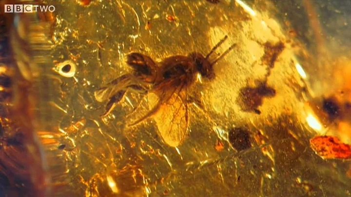 Ancient Bee Trapped in Amber - How to Grow a Planet - Episode 2 - BBC Two - DayDayNews