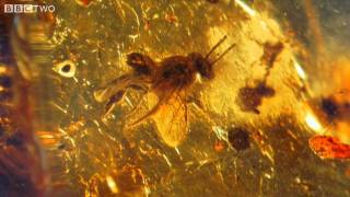 Ancient Bee Trapped in Amber - How to Grow a Planet - Episode 2 - BBC Two