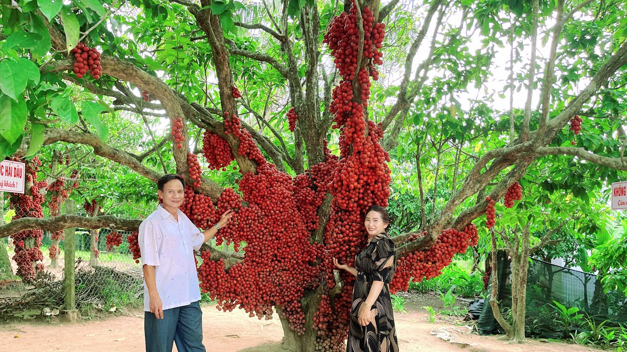 Thăm Vườn Dâu Da Đỏ Trái Cực Khủng Tại An Khê Gia Lai Thật Đã Mắt