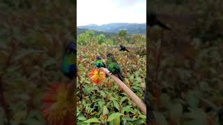 Download Mp3 Humming Birds Gudang lagu Download Mp3 Humming Birds