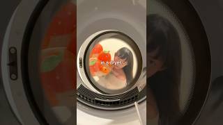 How To Fluff Up Your Plushie