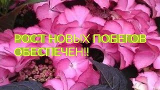 видео: КАК СТИМУЛИРОВАТЬ РОСТ НОВЫХ ПОБЕГОВ У ГОРТЕНЗИИ И КОРНЕЙ У ЧЕРЕНКОВ картинка: КАК СТИМУЛИРОВАТЬ РОСТ НОВЫХ ПОБЕГОВ У ГОРТЕНЗИИ И КОРНЕЙ У ЧЕРЕНКОВ