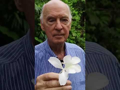 Video: Tipos de jengibre en flor: cultivo de jengibre para flores en el jardín