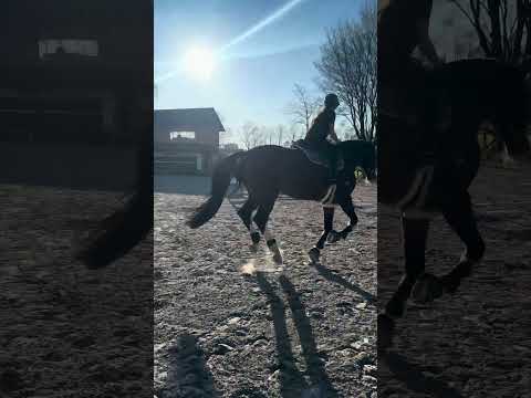 Springtraining 🐴🫶🏼‼️ #reiter #pferde#fyp#pferdemädchen
