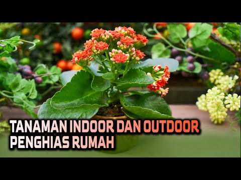 Video: Tanaman Indoor Bersahaja (42 Foto): Nama-nama Bunga Rumah Yang Menyukai Naungan Dalam Pot, Bunga Pilih-pilih Besar Dan Kecil Yang Indah Untuk Sebuah Apartemen