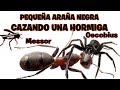 DIMINUTA ARAÑA NEGRA CAZANDO UNA HORMIGA - COMENTADO