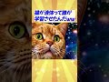 猫を知りすぎたAIさんww #ai #shorts #猫