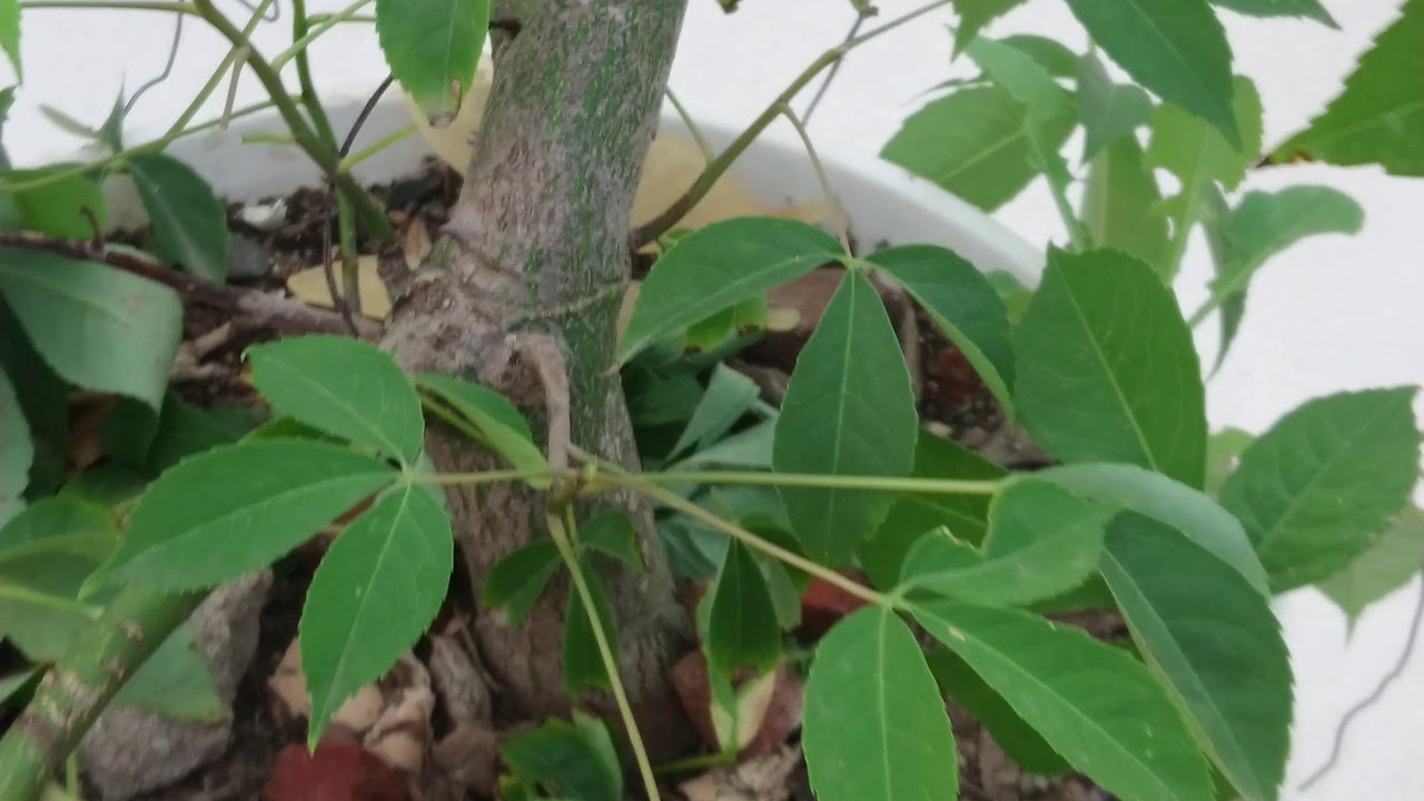 Ramificación del palo borracho (técnica de tensado y pinzado)