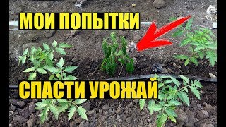 МОРОЗ ПОБИЛ ТОМАТЫ !!!