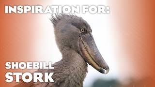 Real Life Shoebill in Zoos, and the WILD!