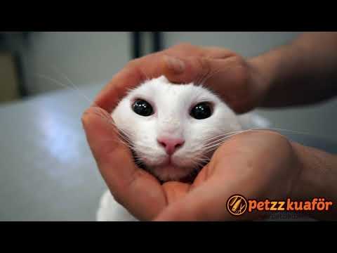 Anestezisiz Kedi Tıraşı — Kediyi Zor Tuttuk!