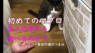 保護猫むぎちょこ初めてのマグロ！どうにか自分のツマミで手なずけようとする主人