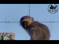 Monkey hunting with an air gun  monkey hunting with pcp  the best hunting  the best monkey hunting