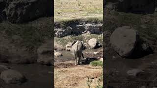 Elephant walking to a fresh water spring #elephant #elephants #wildlife #reel #shorts