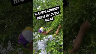 Asi son las moras en usa Nadie sabía que se comían