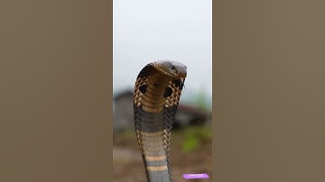 Quá nguy hiểm cho đàn chó chạm trán rắn Hổ mang chúa! #funny #viral #viralvideo #viralshorts #minhqo