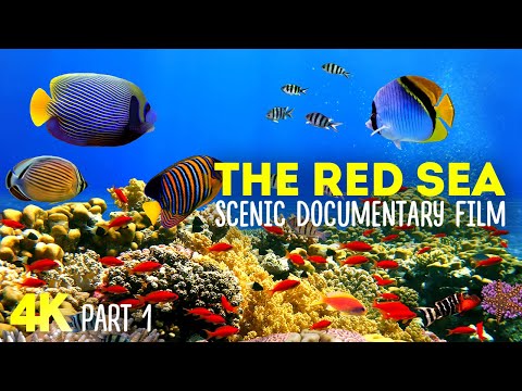 The Red Sea - Incredible Underwater World - 4K Scenic Documentary with Narration - Part 1