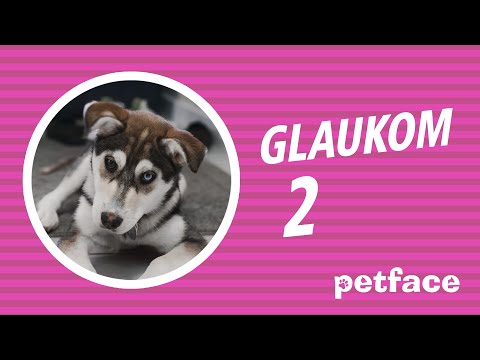 KAKO SE LEČI GLAUKOM KOD PASA - GLAUKOM 2