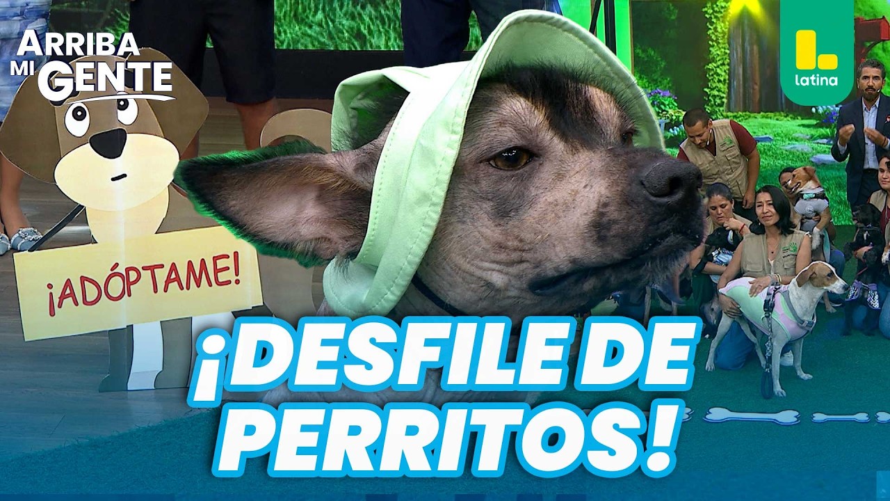 ¡Adóptame! Fundación Huellas Perú presenta mascotas que buscan un hogar 🐾💛 | Arriba Mi Gente