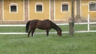 Bábolnai Milliárdok