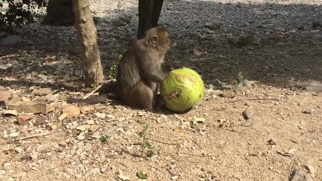 Monkeys island, Dao Khi Vietnam