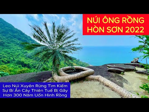 Video HÒN SƠN 2022 NÚI ÔNG RỒNG Bí Ẩn Cây Thiên Tuế Hơn 300... - youtube