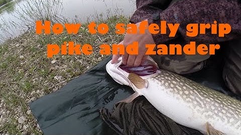 How to safely grip pike or zander - gil plate grip
