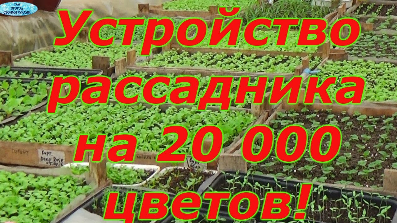 РАССАДНИК НА 20 000 СТАКАНОВ - КАК ЭТО РАБОТАЕТ?