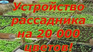 РАССАДНИК НА 20 000 СТАКАНОВ - КАК ЭТО РАБОТАЕТ?