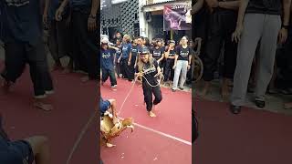 Download Lagu AWAS MATADOR MLETRE MBEROT #bantengan #shorts #short MP3