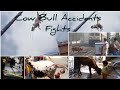 Cow bull fights accidentss viral trending