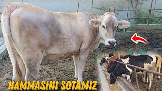 : O'zimzni Mollarni Hammasini Sotuvga Qoydik 77 007 31 98 
