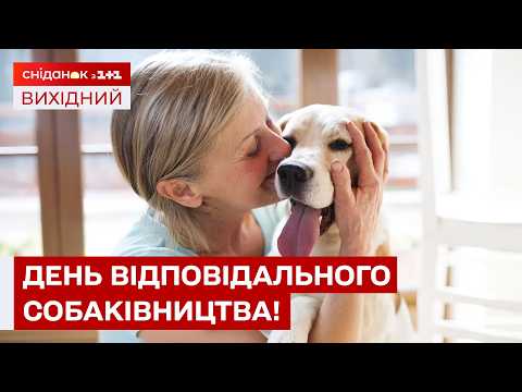 WHAT EVERY DOG OWNER NEEDS TO KNOW? TIPS ON HOW TO KEEP YOUR PET SAFE!