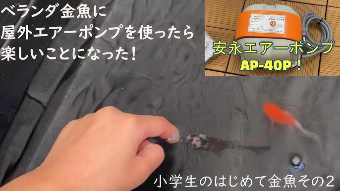 小学生のはじめて金魚その2 ベランダ金魚に屋外エアーポンプ 安永ap 40p を使ったら楽しすぎることになった 金魚初心者 Youtube 小学生のはじめて金魚その2 ベランダ金魚に屋外エアーポンプ 安永ap 40p を使ったら楽しすぎることになった 金魚初心者 Youtube