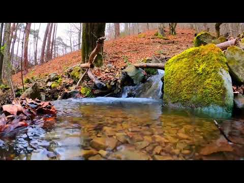 Видео: Пение птиц в лесу/Звуки природы/Звук реки в лесу