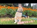 #16①  ピーターラビットがお花畑でうさんぽ！ぽっけがテンション上がって走り回る！Netherlands dwarves  peter rabbit run flower garden!