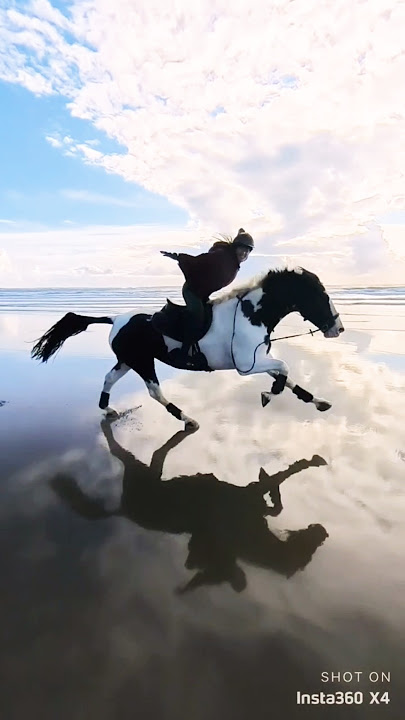 Galloping hands free down a beach 🪽 #horse #horses #galloping #gallopingonthebeach