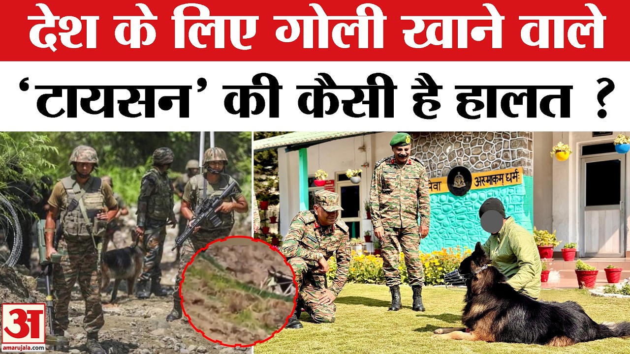 Army Dog Tyson: सेना के बहादुर टायसन क्या कर रहा Recover ? | Kishtwar | Jammu-Kashmir | Tyson Dog