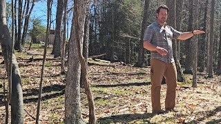 Turning Woods Into Silvopasture Using Hay