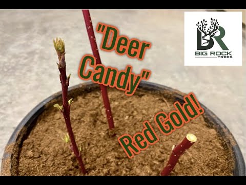 Video: Výsadba drieňov červených vetvičiek – Ako pestovať drieňovité stromy červenej vetvičky